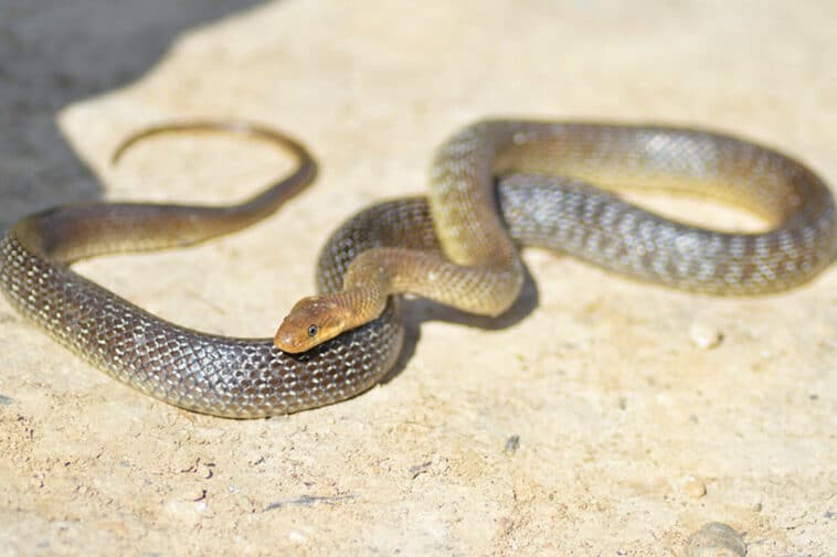 découvrez les mystères et la beauté des serpents dans votre jardin. apprenez à les reconnaître, à comprendre leur comportement et à cohabiter en toute sécurité avec ces fascinants reptiles.