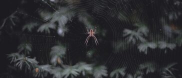 L'histoire fascinante de Spider-Man : biographie d'un super-héros emblématique