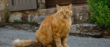 Qu'est-ce que Le Chat selon Philippe Geluck ?