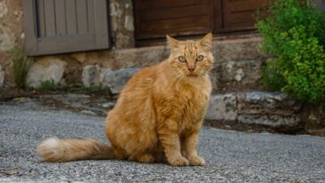 Qu'est-ce que Le Chat selon Philippe Geluck ?